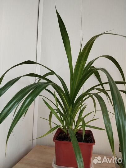 Сансевиерия, панданус, педилантус