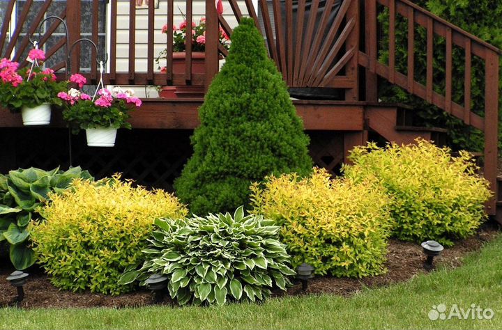 Туи премиум