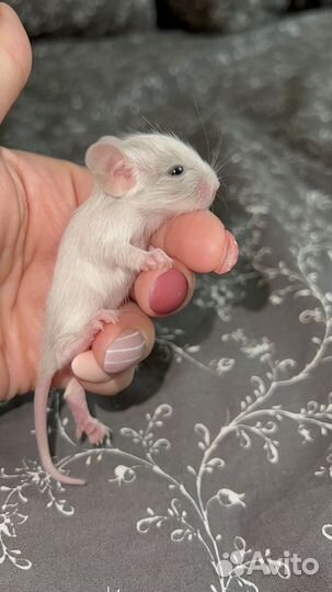 Белки дегу питомник, все окрасы