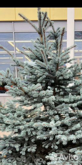 Ель голубая - саженцы