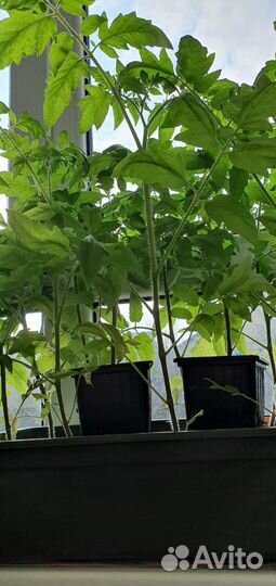 Рассада помидоры перец огурцы баклажан