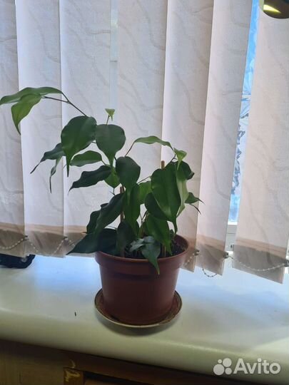 Комнатные растения