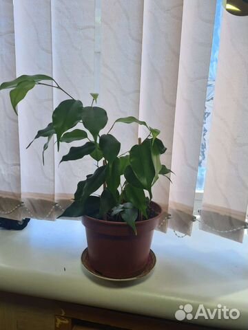 Комнатные растения