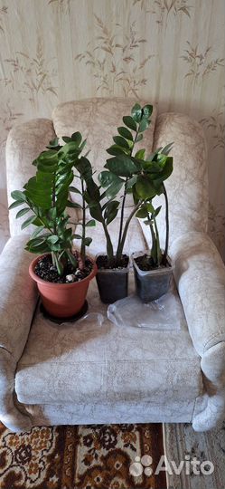 Замиокулькас