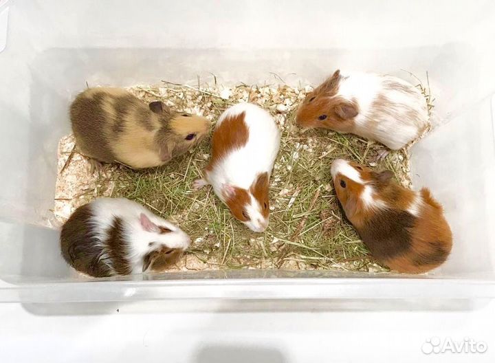 Морские свинки, перуанские, розетки, гладкие