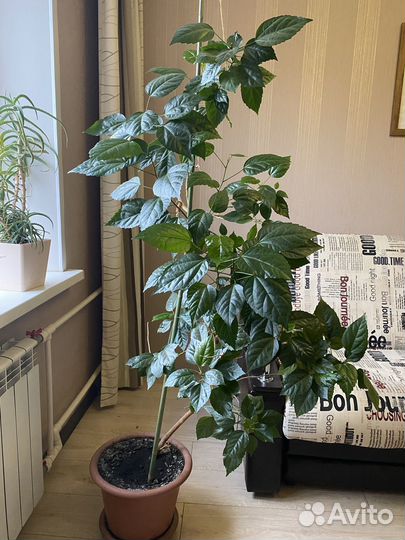 Гибискус китайская роза