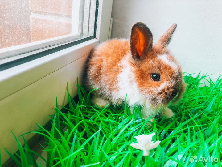 Карликовый кролик - самый маленький
