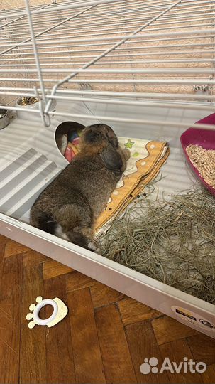 Кролик вислоухий