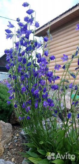 Колокольчики-1