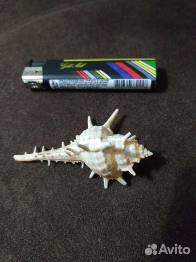 Разные ракушки