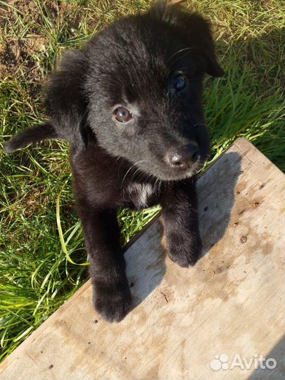 Собака щенок маленькой породы Мишка