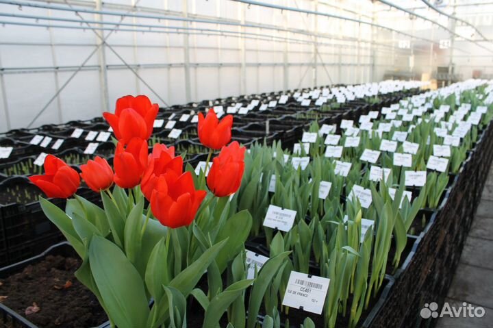 Луковица тюльпанов оптом 12;14+для выгонки