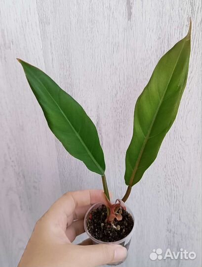 Филодендроны #2