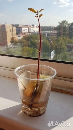 Авокадо растение