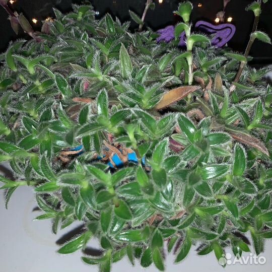 Цианотис сомалийский