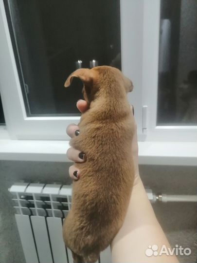 Мини той-терьер