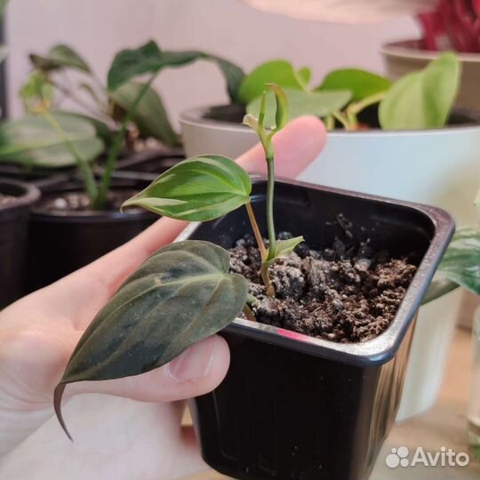 Филодендрон миканс