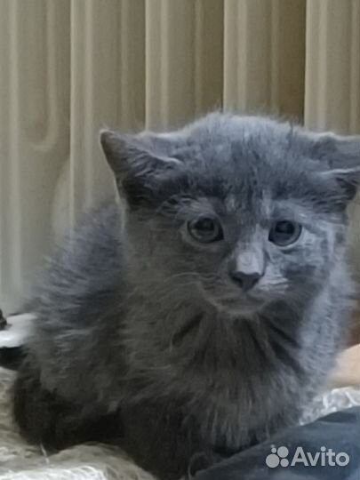 Котята ищут дом