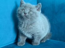 Шотландские чистокровные голубые котята