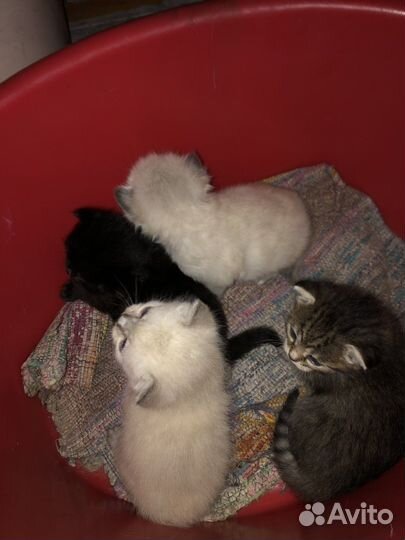 Вислоухие котята