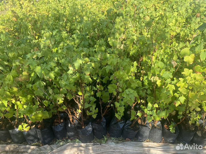 Черная смородина