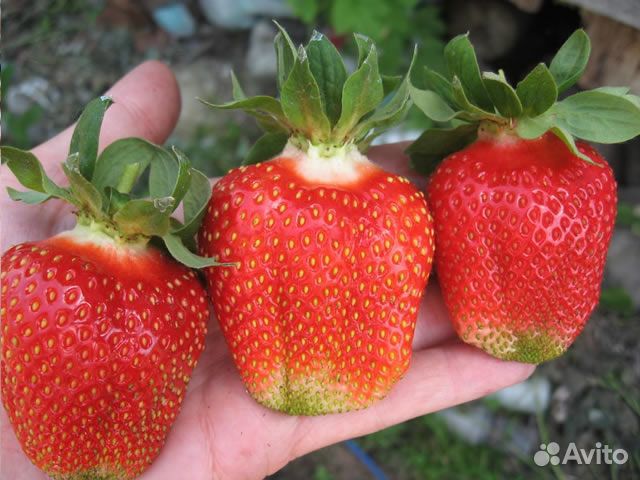 Кустики клубники Азия, Хоней, Купчиха и Малина Тиб