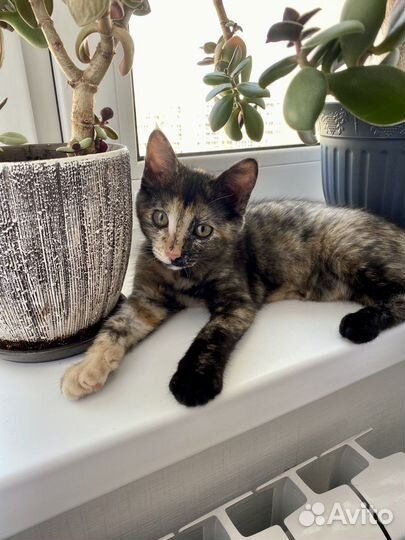 Маленькой Джесси нужен дом и семья