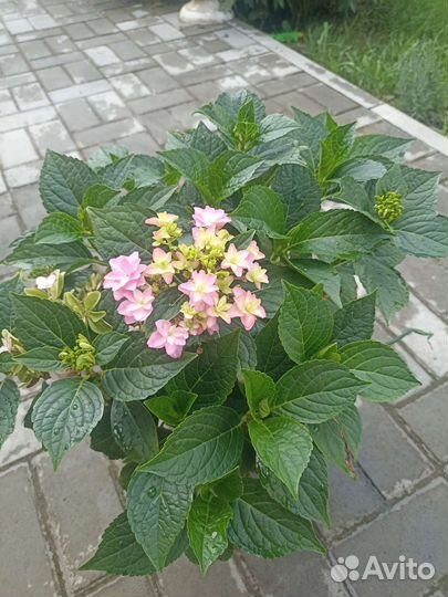 Гортензия крупнолистная