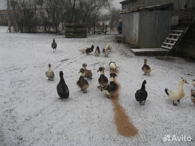Куры молодоки. петухи
