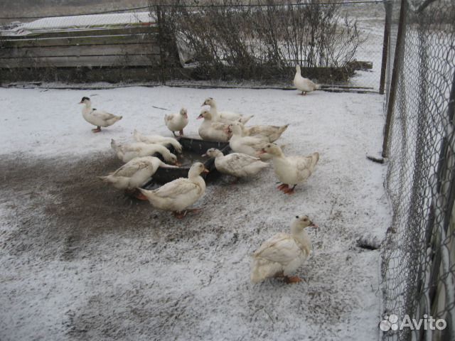 Куры молодоки. петухи