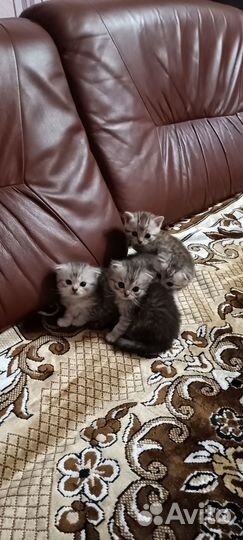 Шотландские котята