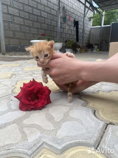 Котятки в добрые руки