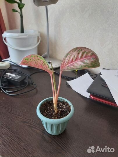 Аглаонема 10 карат