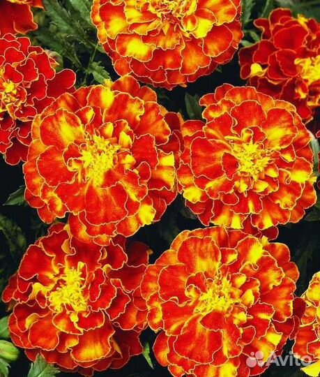 Рассада овощей и цветов