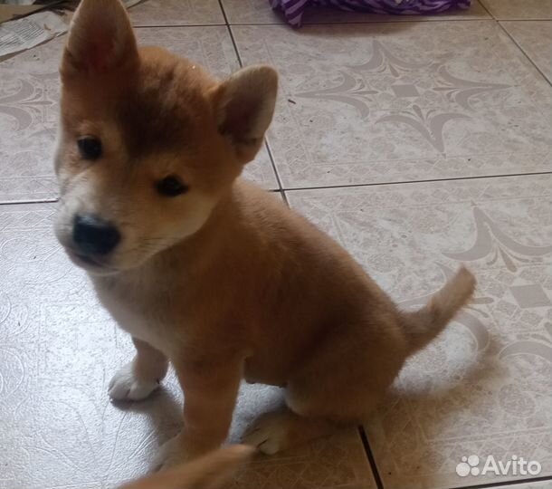 Щенки Сиба Ину