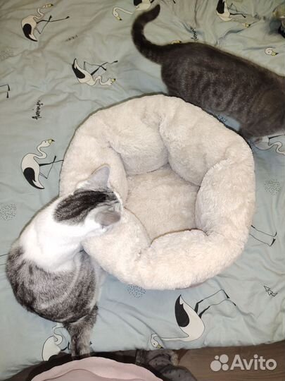 Лежанка для кошек