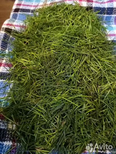 Хвоя и иголки сосны, ели, пихты, кедра