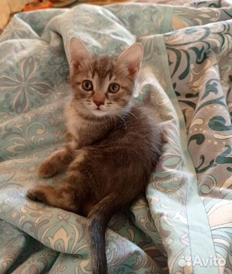 Кошечка в добрые ручки