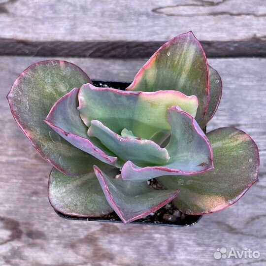 Редкие суккуленты