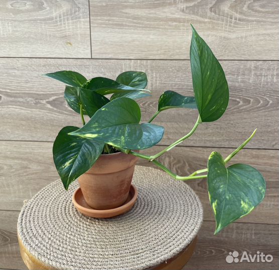 Сциндапсус эпипремнум золотистый