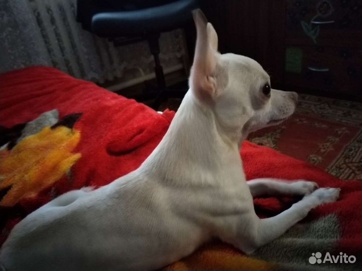 Вязка кобель чихуахуа