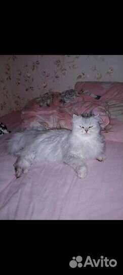 Кошка Британка