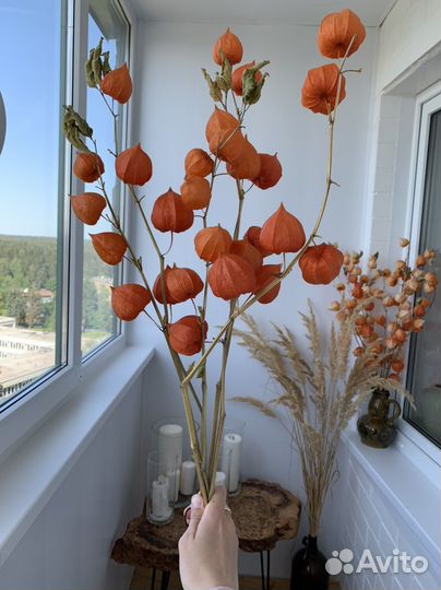 Физалис сухой