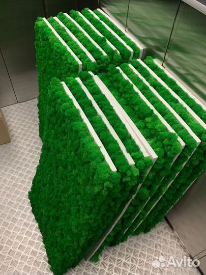 Мох Стабилизированный ягель, кочка, пласт, панно