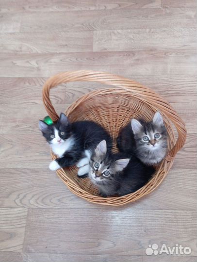 Котята в добрые руки