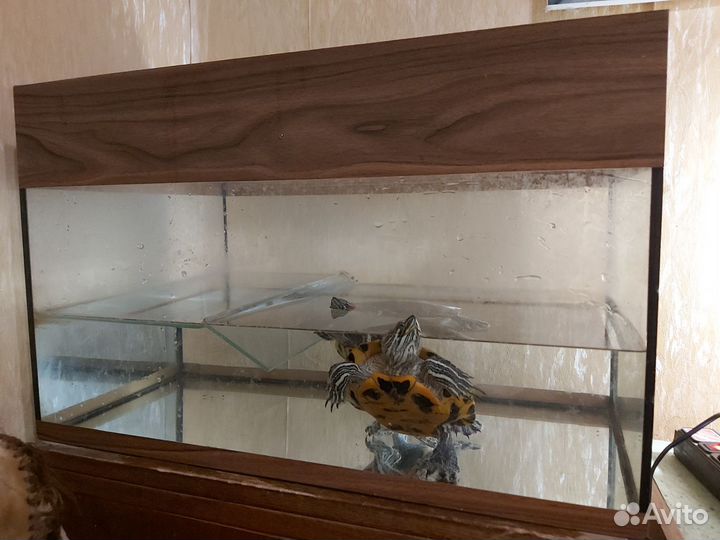 Красноухие черепахи