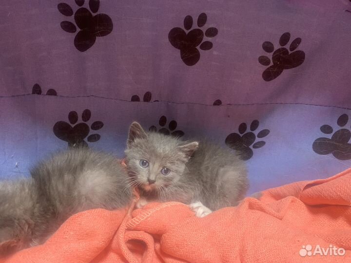 Отдам в добрые руки котят
