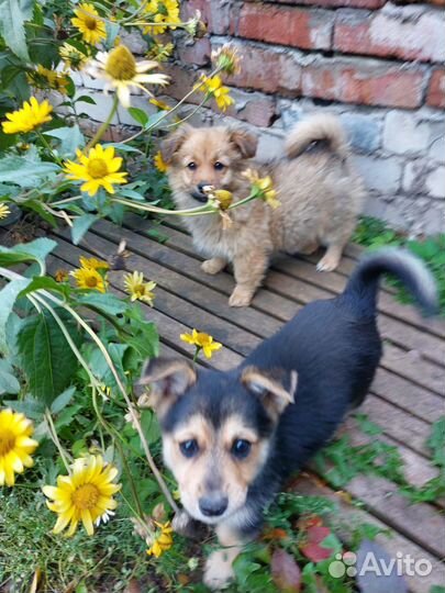 Две девочки