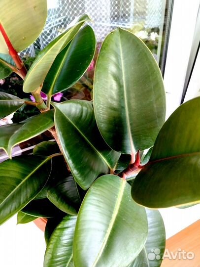 Фикус каучуконосный