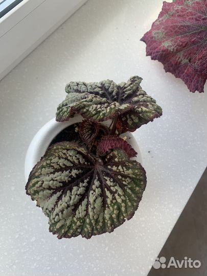 Бегония декоративно лиственная